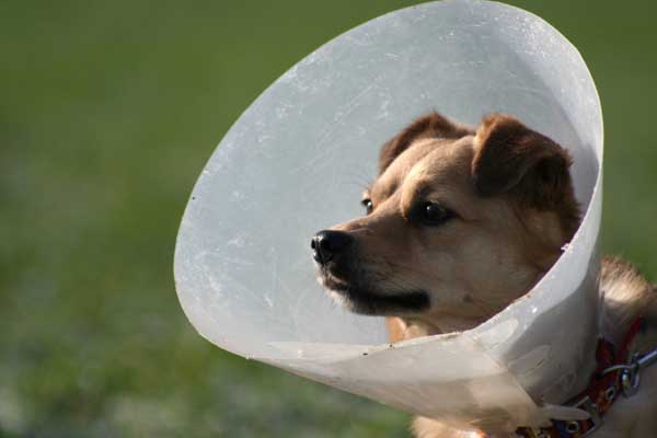Hund mit Halskrause